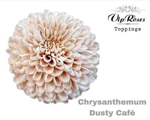 Chrysanthemum geplozen kas kleurbehandeld H%