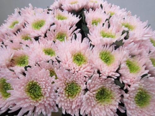 Chrysanthemum geplozen kas kleurbehandeld H%