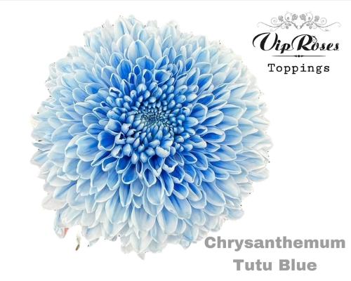 Chrysanthemum geplozen kas kleurbehandeld H%