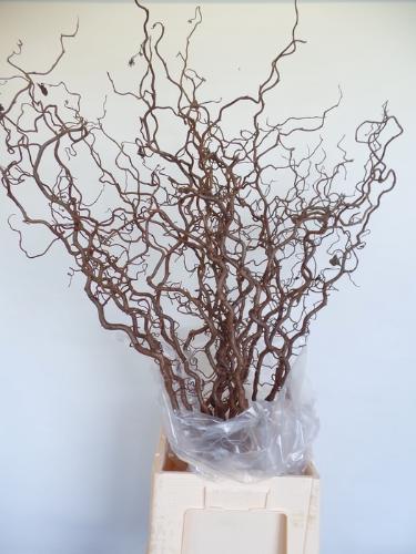 Corylus avellana 'Contorta'