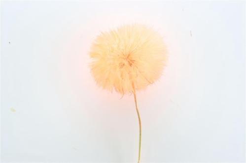 Decoratiegroen kleurbehandeld per bos H%