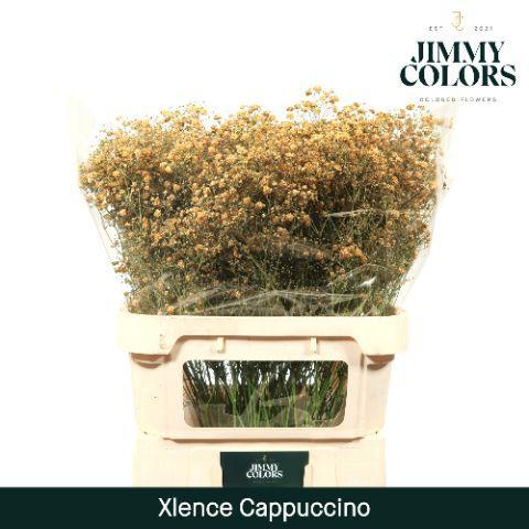 Gypsophila overig kleurbehandeld H%