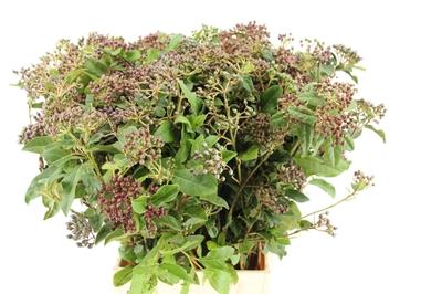 Viburnum tinus per stuk overig