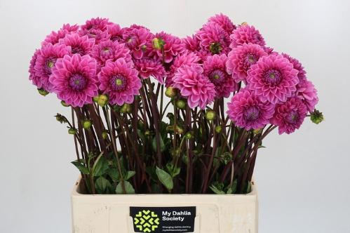 Dahlia 'Sandra'