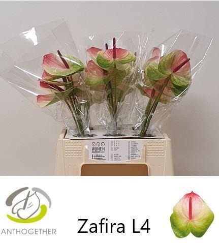 Anthurium Andreanum Grp Zafira