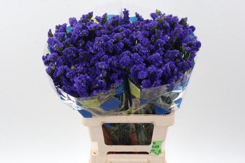 Limonium sinuatum 'Crystal Dark Blue'