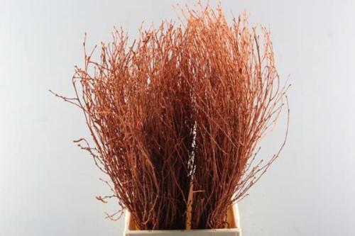 Betula kleurbehandeld H%