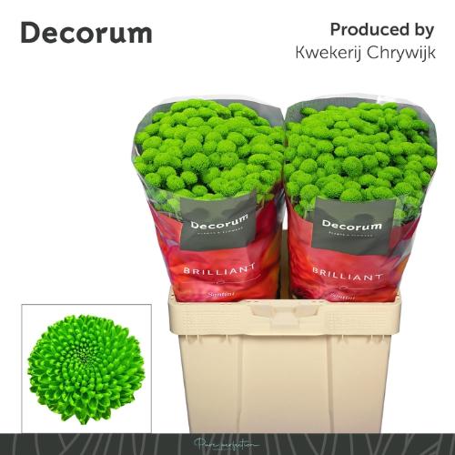 Chrysanthemum (Indicum Grp) tros santini AAA Peptalk