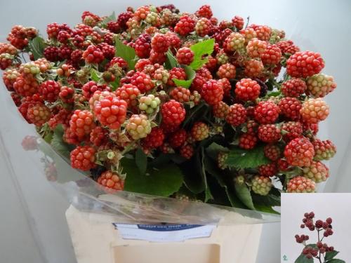 Rubus fruticosus 'Chester'