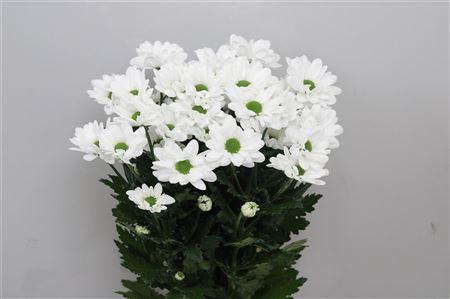 Chrysanthemum Indicum Grp tros Chic