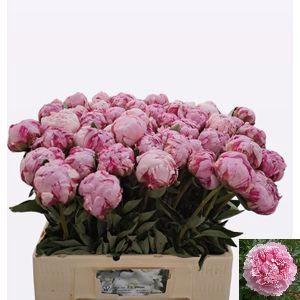Paeonia Lactiflora Grp 'Sarah Bernhardt'