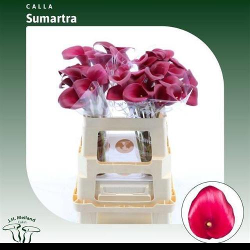 Zantedeschia 'Sumatra'