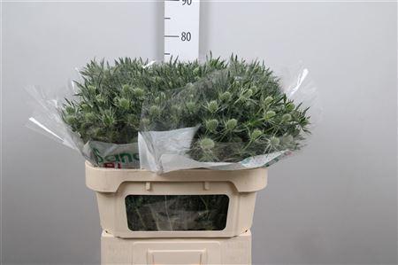 Eryngium Magical White Lagoon