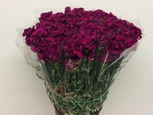 Dianthus standaard 'Tico Tico'
