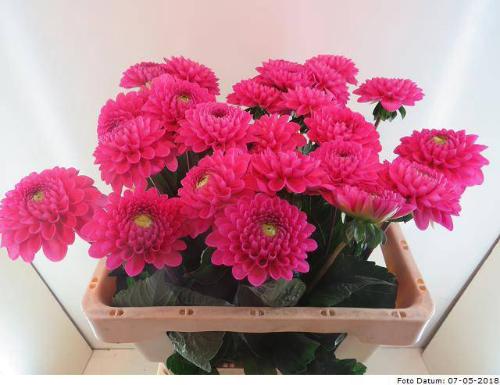 Dahlia Ball Grp 'Happy Hour'