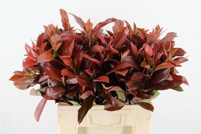 Photinia x fraseri 'Red Robin' (rood)