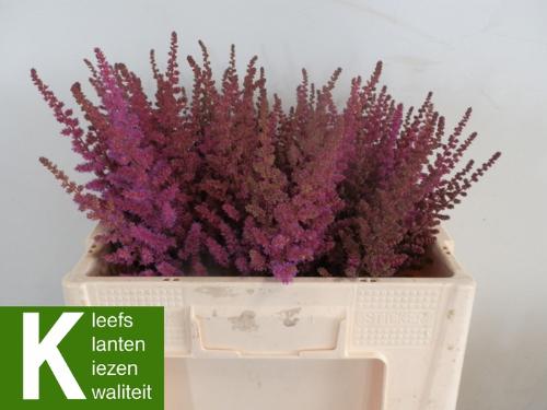 Astilbe 'Maggie Daley'