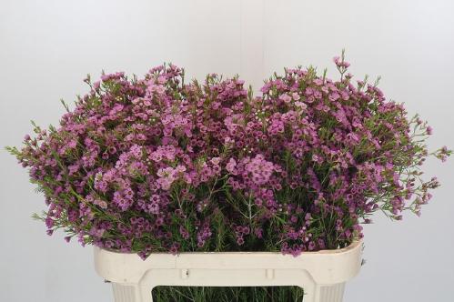 Chamelaucium uncinatum 'Michal'
