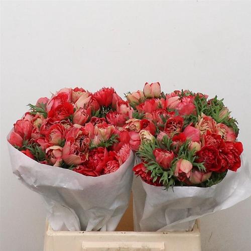 Anemone coronaria 'Fullstar Glory Red'