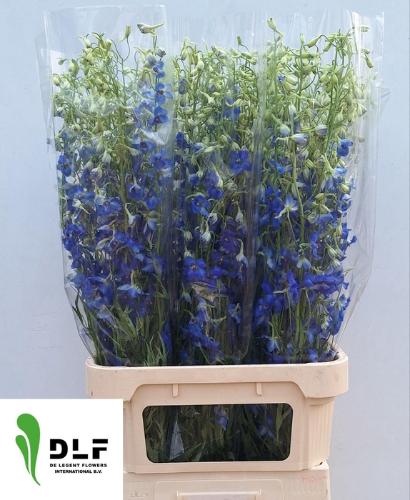Delphinium Belladonna Grp enkelbloemig 'Volkerfrieden'