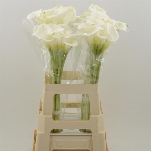 Zantedeschia White Art