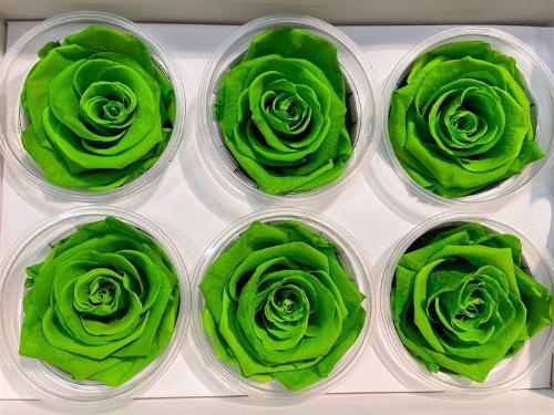 Rosa grootbloemig kleurbehandeld H%