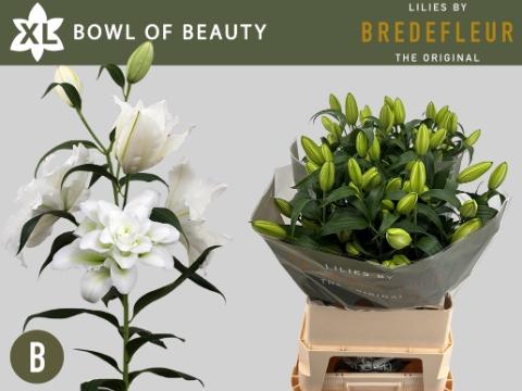 Lilium (Oriental Grp) dubbel 'Bowl of Beauty'