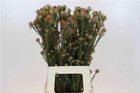 Leucadendron 'Jubilee Crown'