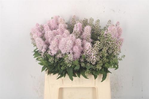 Spiraea salicifolius 'Pink Innocence'