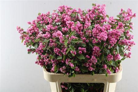 Symphoricarpos (Pink Berry Grp) Magical Ruby Falls