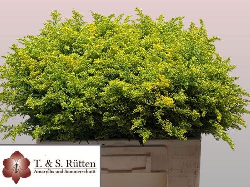 Solidago Tara