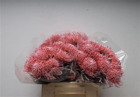 Leucospermum 'Naomi' kleurbehandeld H%