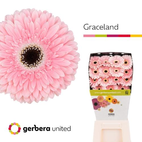 Gerbera grootbloemig 'Graceland'