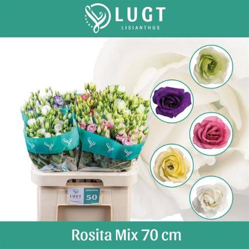 Eustoma russellianum gevuldbloemig gemengd in fust
