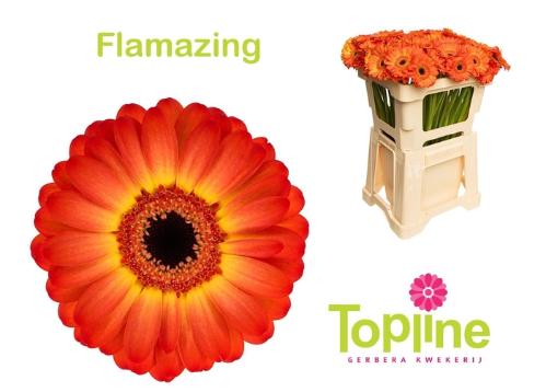 Gerbera mini Flamazing