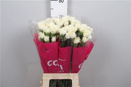 Dianthus standaard overig