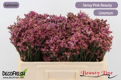 Limonium sinensis Sensy Pink Beauty