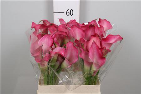 Zantedeschia 'Zazu'