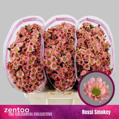 Chrysanthemum Indicum Grp tros santini Rossi Smokey