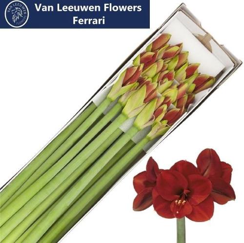 Hippeastrum Galaxy Grp 'Ferrari'