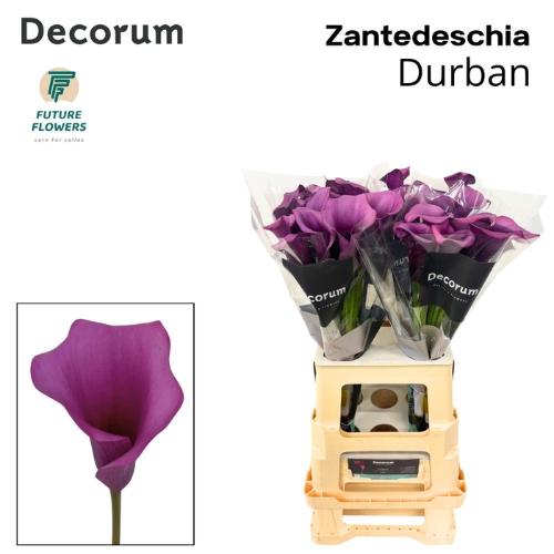 Zantedeschia 'Durban'