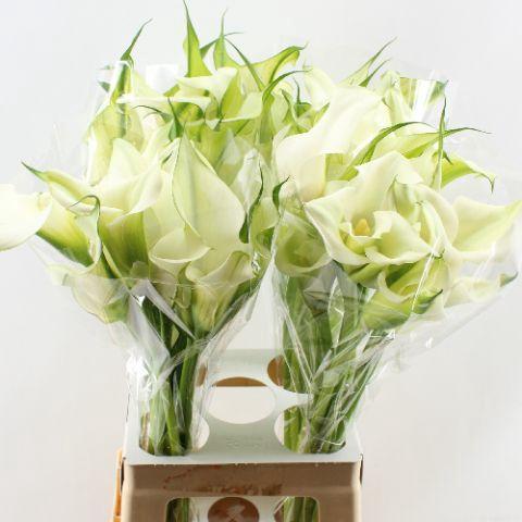 Zantedeschia 'Captain Ventura'