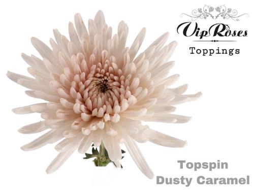 Chrysanthemum geplozen kas kleurbehandeld H%