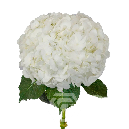 Hydrangea gemengd