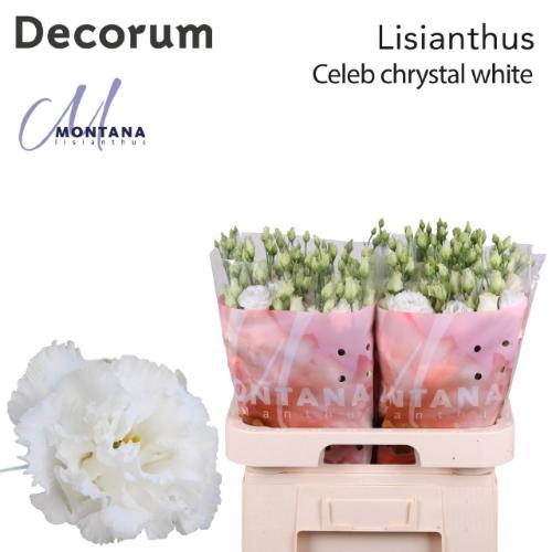 Eustoma russellianum gevuldbloemig 'Celeb Chrystal'