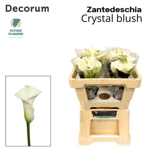 Zantedeschia 'Crystal Blush'
