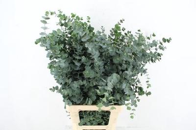 Eucalyptus gunnii Azura