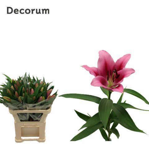 Lilium Oriental x Trumpet Grp 'Dalian'