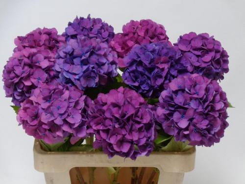 Hydrangea macrophylla Royal Venice