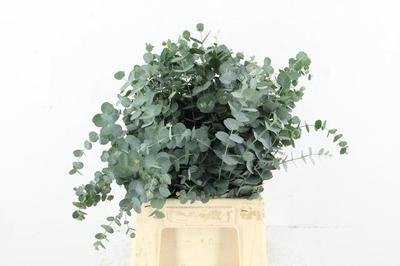 Eucalyptus gunnii Azura